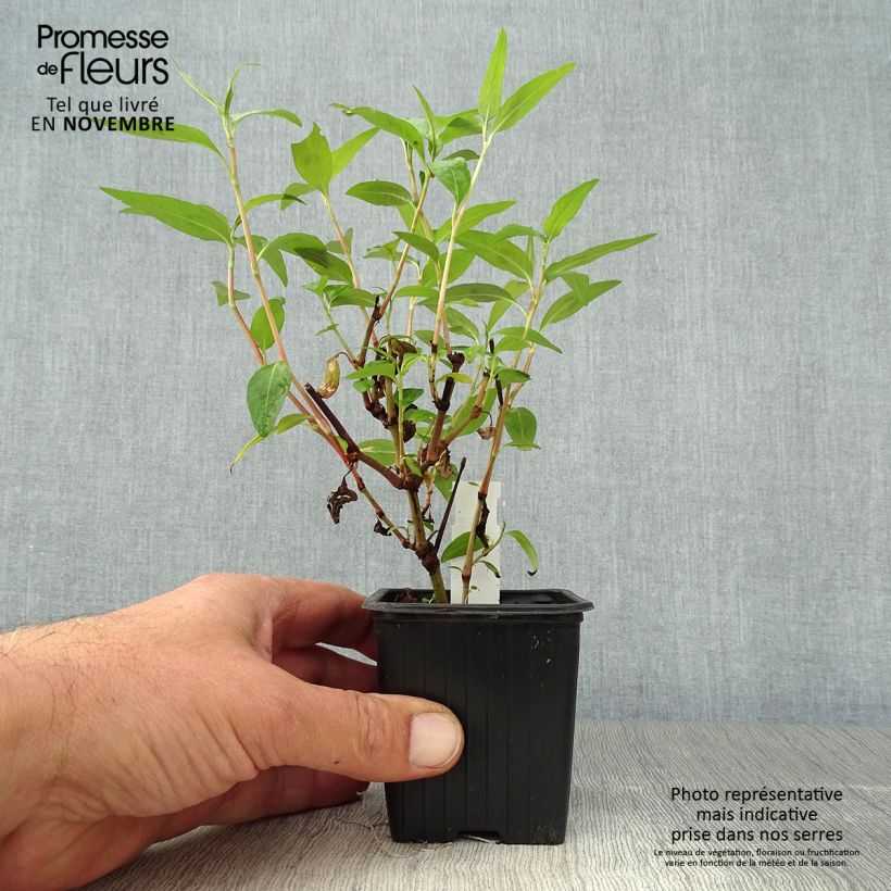 Amostra de Coentro-vietnamita - Persicaria odorata plantas jovens Vaso de 8/9 cm tal como entregue no outono
