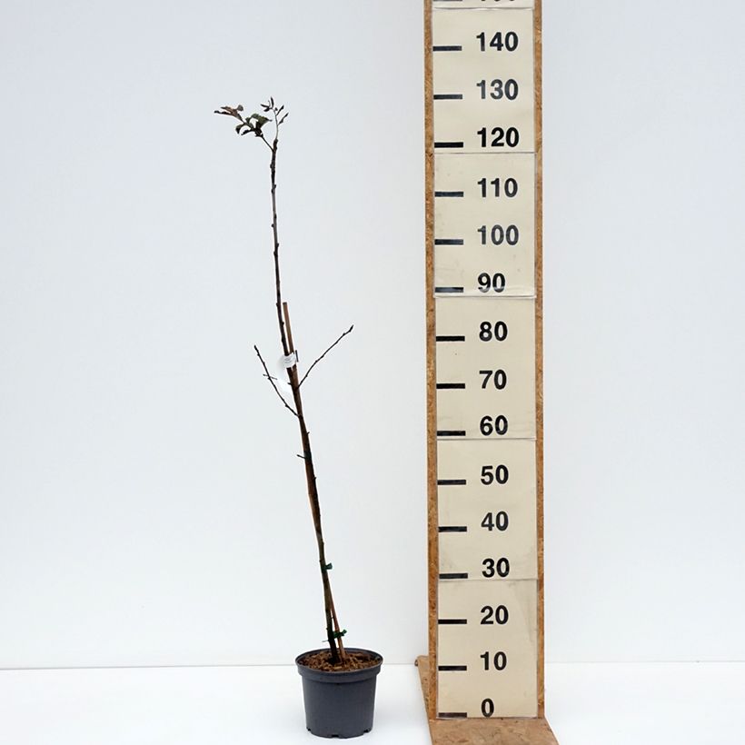 Amostra de Cormier, Sorbier domestique - Sorbus domestica Pot de 3L/4L tal como entregue no outono