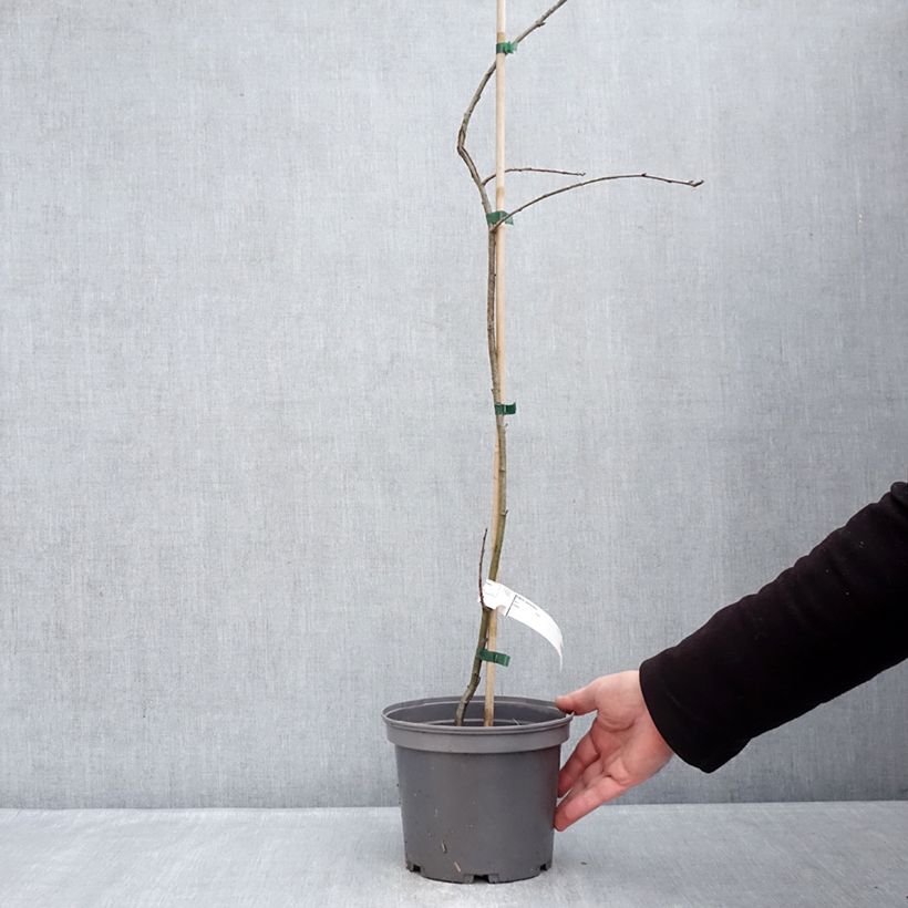 Amostra de Sorveira Vaso de 3 L/4 L tal como entregue no inverno