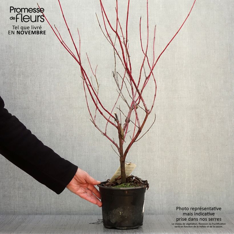 Amostra de Corniso branco - Cornus alba Vaso de 2 L/3 L tal como entregue no outono