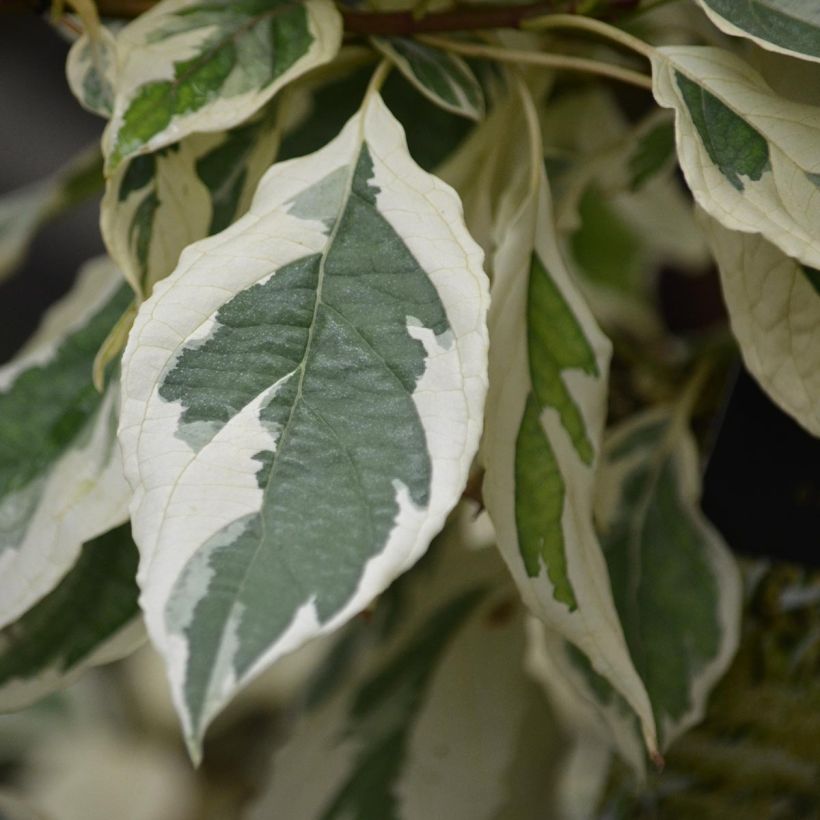Cornus controversa Variegata (Folhagem)