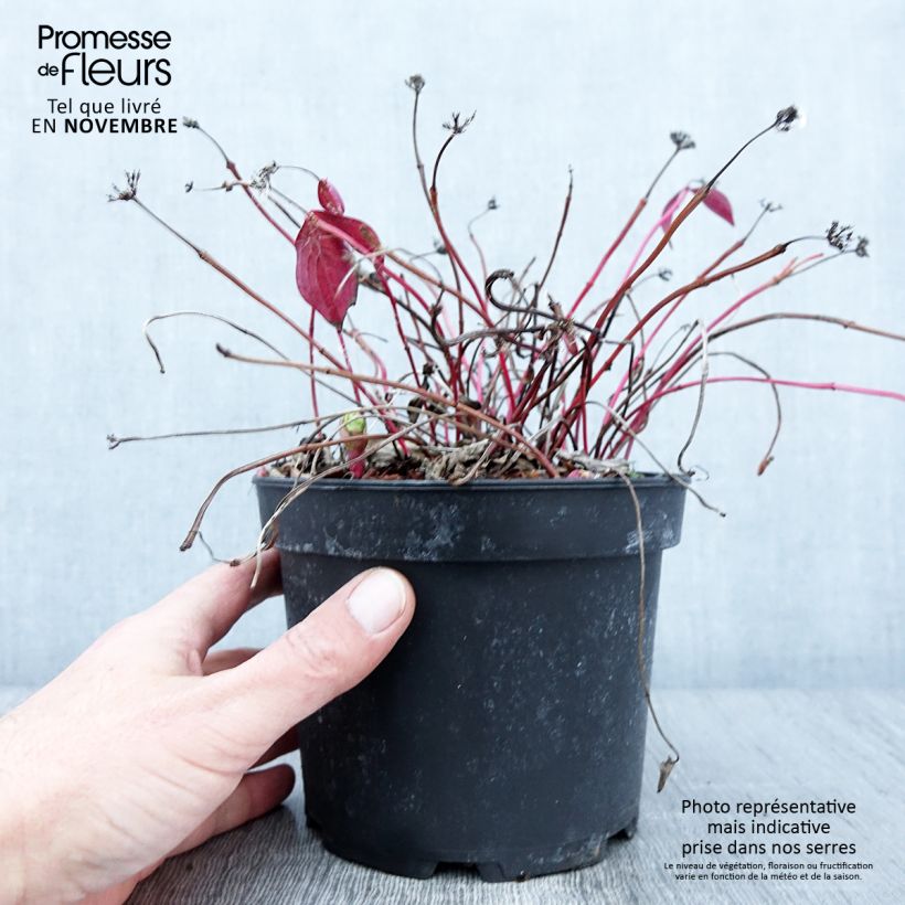 Amostra de Cornus canadensis Vaso de 2 L/3 L tal como entregue no outono