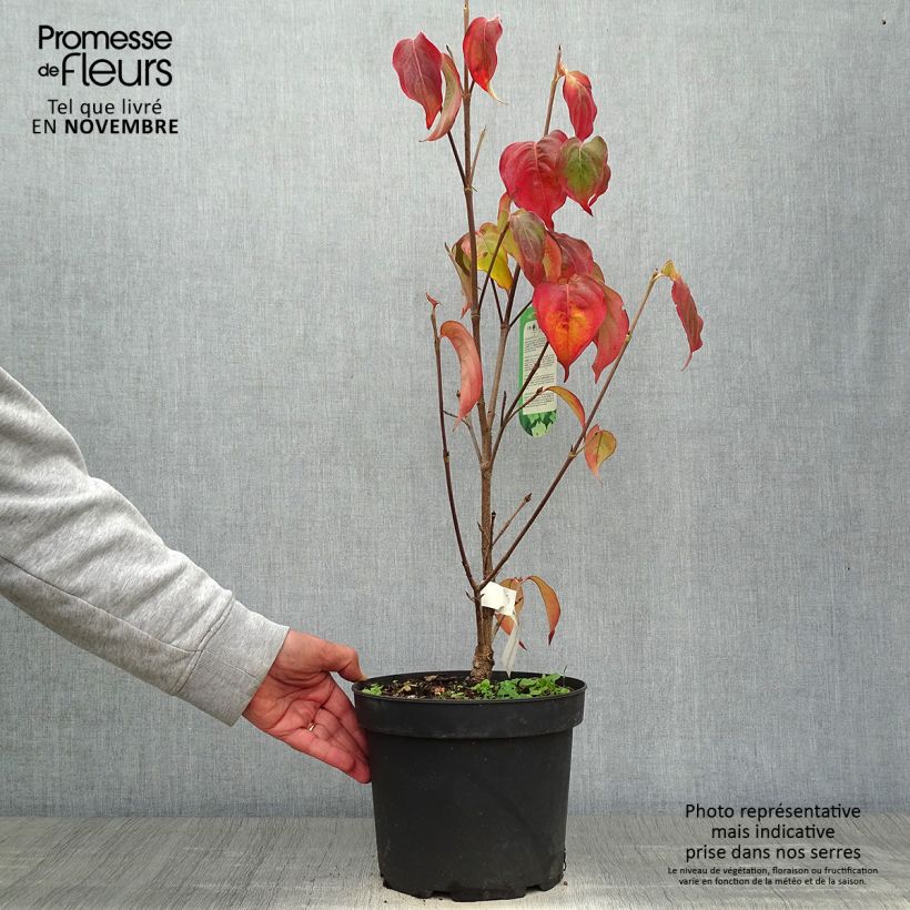 Amostra de Corneiro-do-japão Schmetterling - Cornus kousa Vaso de 4 L/5 L tal como entregue no outono