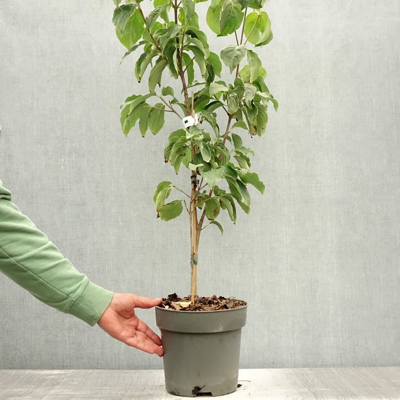 Amostra de Corneiro-do-japão Schmetterling - Cornus kousa Vaso de 4 L/5 L tal como entregue no verão