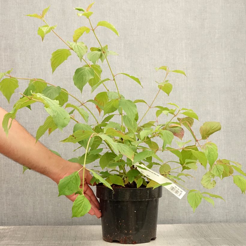Amostra de Cornus sanguinea Anny's Winter Orange Vaso de 2 L/3 L tal como entregue no verão