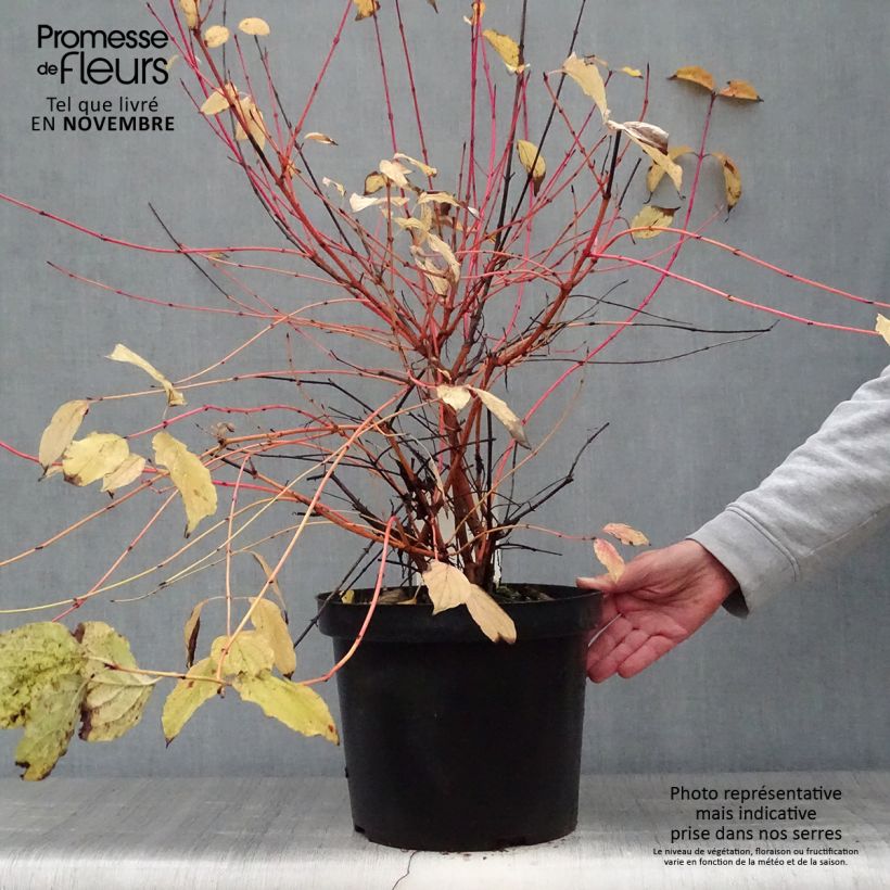 Amostra de Cornus sanguinea Anny's Winter Orange Vaso de 7,5 L/10 L tal como entregue no outono