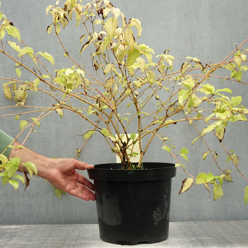 Amostra de Cornus sanguinea Anny's Winter Orange Vaso de 7,5 L/10 L tal como entregue no verão