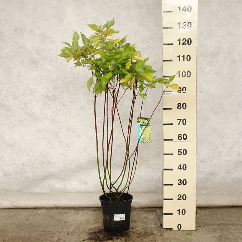 Amostra de Corniso branco Aurea - Cornus alba Vaso de 7,5 L/10 L tal como entregue no verão