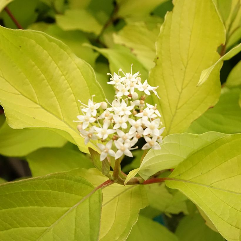 Corniso branco Aurea - Cornus alba (Floração)