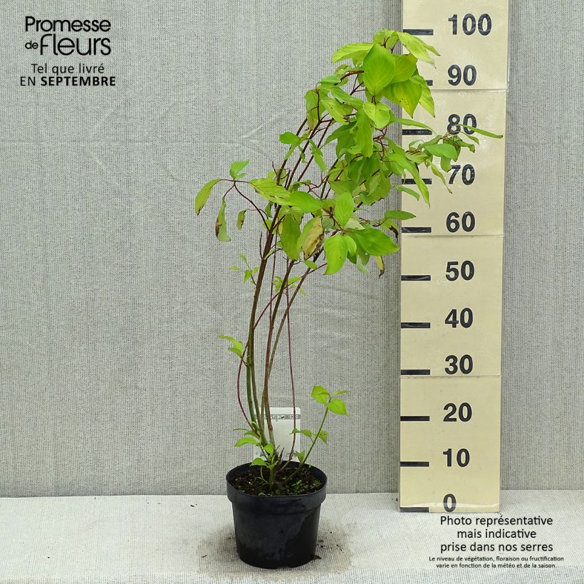 Amostra de Corniso branco Aurea - Cornus alba Vaso de 2 L/3 L tal como entregue no verão