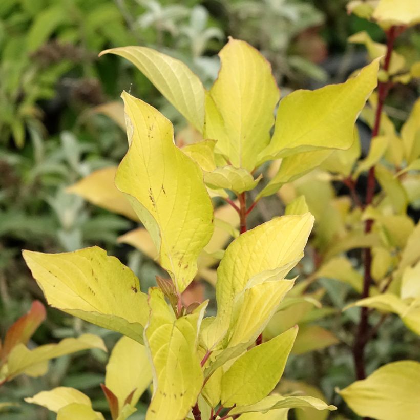 Corniso branco Aurea - Cornus alba (Folhagem)