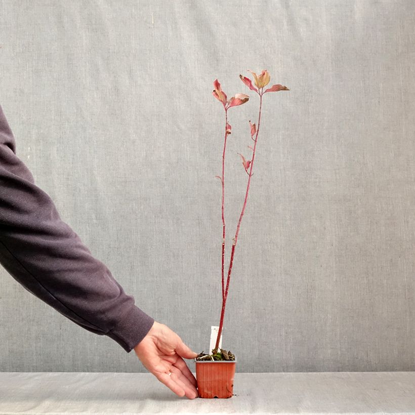Amostra de Corniso branco Aurea - Cornus alba Vaso de 8/9 cm tal como entregue no outono
