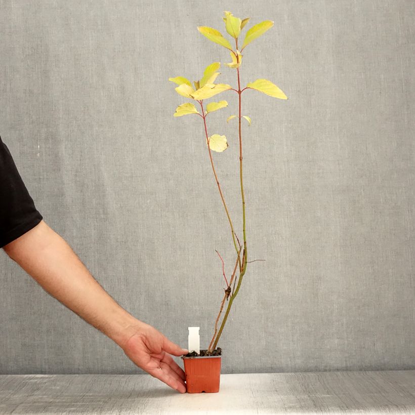 Amostra de Corniso branco Aurea - Cornus alba Vaso de 8/9 cm tal como entregue no verão