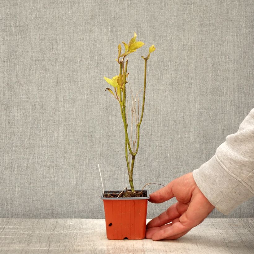 Amostra de Corniso branco Aurea Vaso de 8/9 cm tal como entregue na primavera