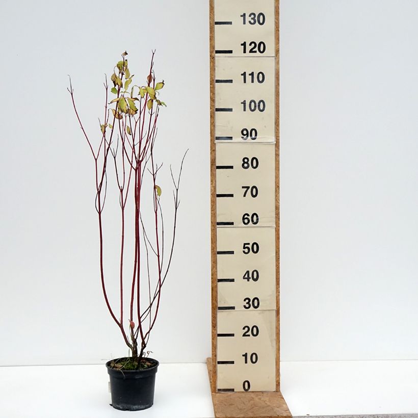 Amostra de Corniso branco Aurea - Cornus alba Vaso de 2 L/3 L tal como entregue no outono