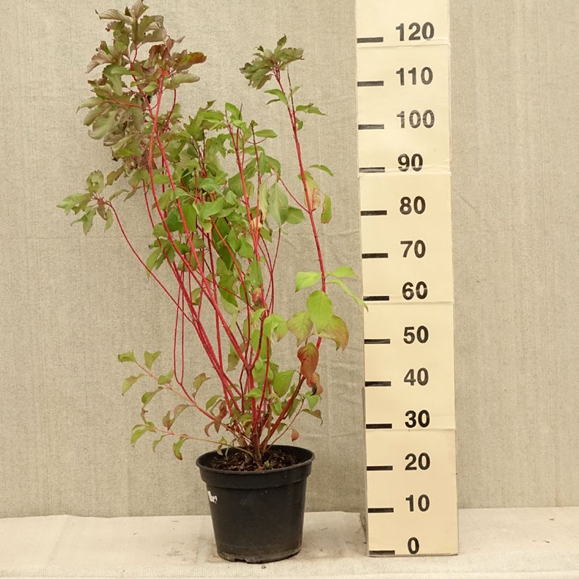 Amostra de Corniso branco Baton Rouge Vaso de 4 L/5 L tal como entregue no verão