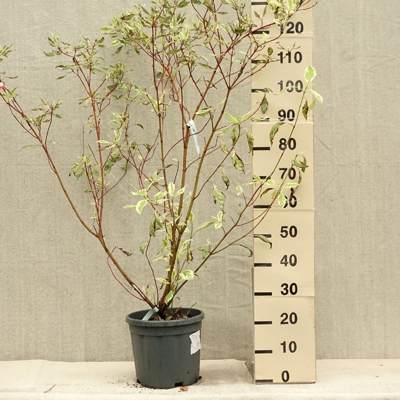 Amostra de Corniso branco Elegantissima Vaso de 7,5 L/10 L tal como entregue no verão