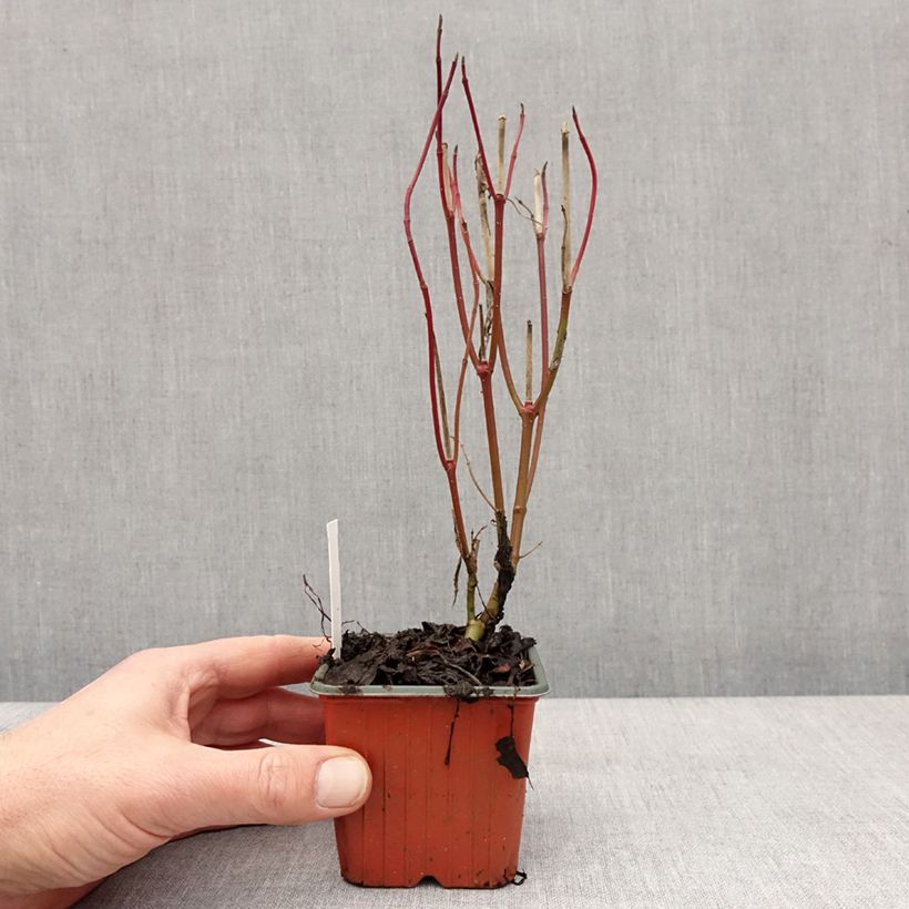 Amostra de Cornus alba Elegantissima - Cornouiller blanc panaché Vaso de 8/9 cm tal como entregue no inverno