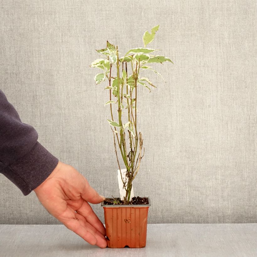 Amostra de Corniso branco Elegantissima Vaso de 8/9 cm tal como entregue na primavera