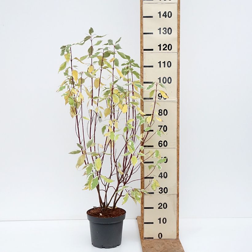 Amostra de Corniso branco Elegantissima Vaso de 7,5 L/10 L tal como entregue no outono