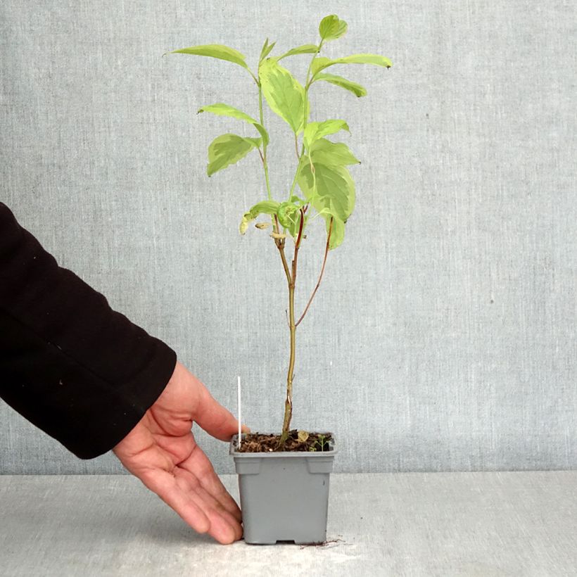 Amostra de Corniso branco Gouchaultii Vaso de 8/9 cm tal como entregue na primavera