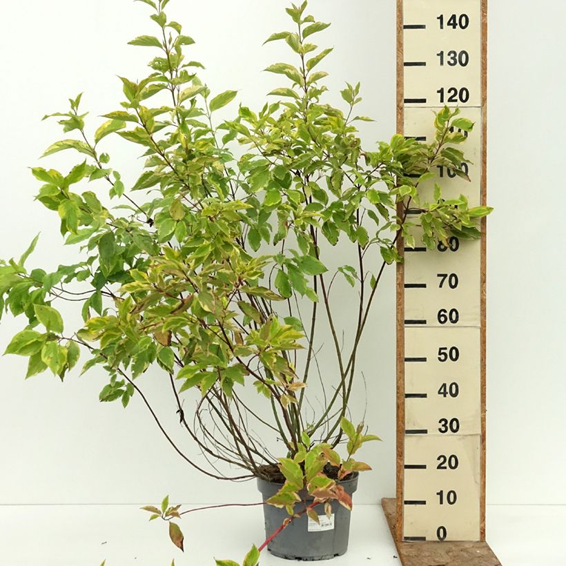 Amostra de Corniso branco Gouchaultii Vaso de 7,5 L/10 L tal como entregue no verão