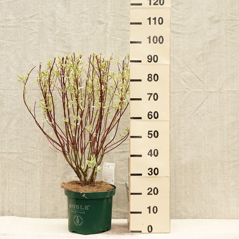 Amostra de Corniso branco Ivory Halo Vaso de 7,5 L/10 L tal como entregue na primavera