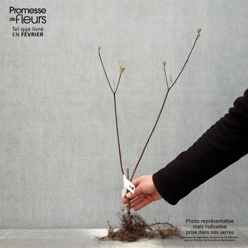 Amostra de Cornus alba Kesselringii - Cornouiller blanc à bois brun violacé Raízes nuas tal como entregue no inverno