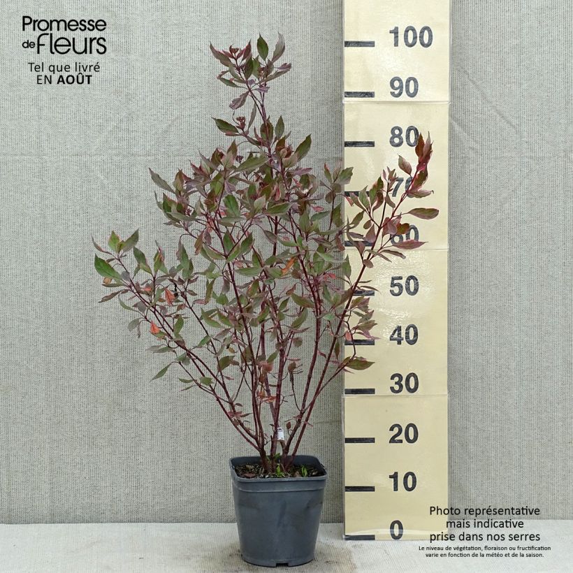 Amostra de Corniso branco Miracle - Cornus alba Vaso de 3 L/4 L tal como entregue no verão