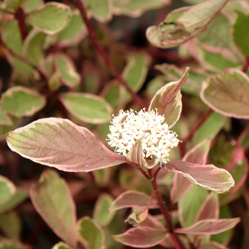 Corniso branco Miracle - Cornus alba (Floração)