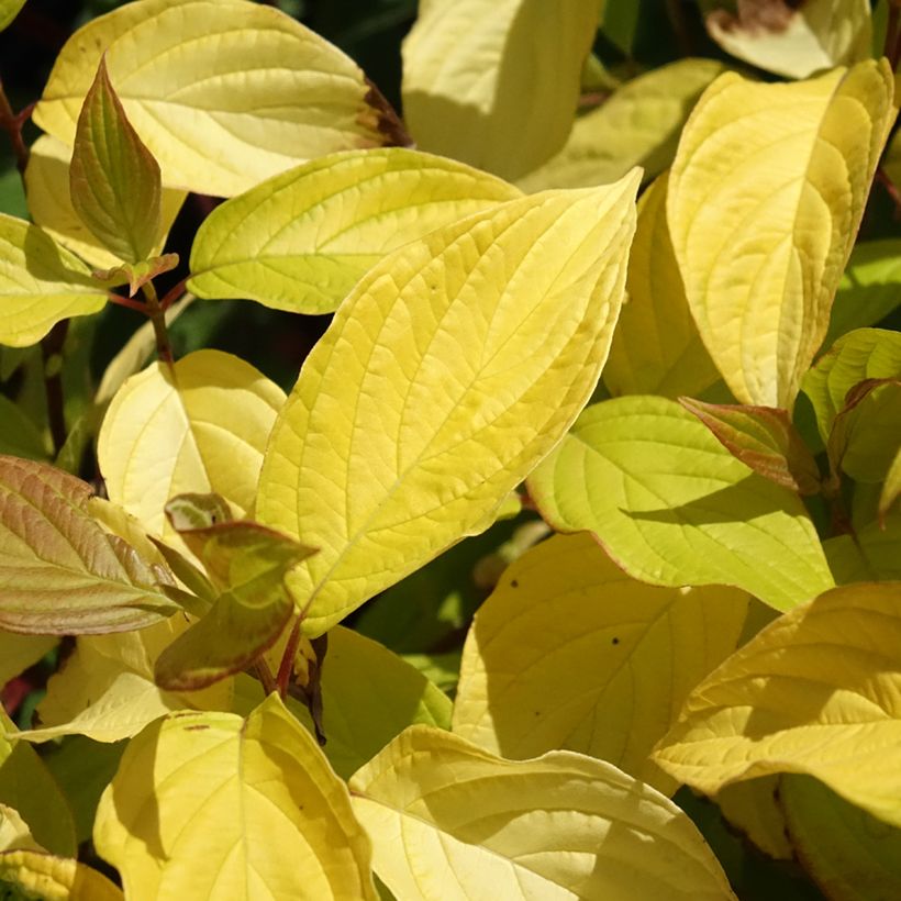 Corniso branco Neon Burst (Folhagem)