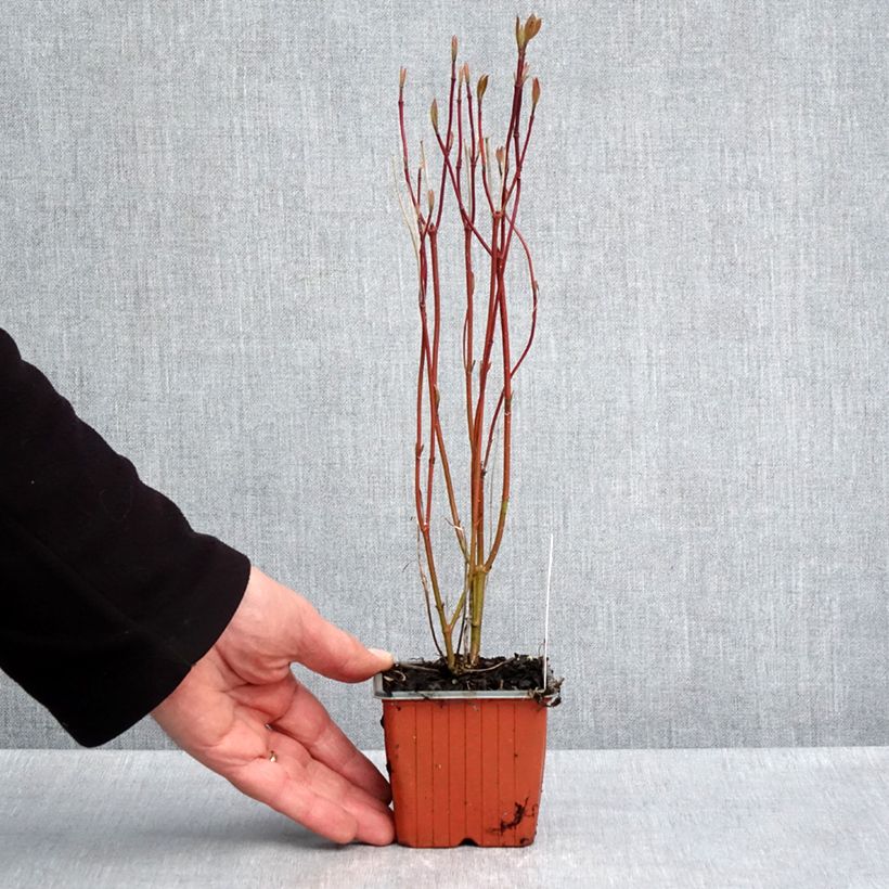 Amostra de Corniso branco Neon Burst Vaso de 8/9 cm tal como entregue na primavera