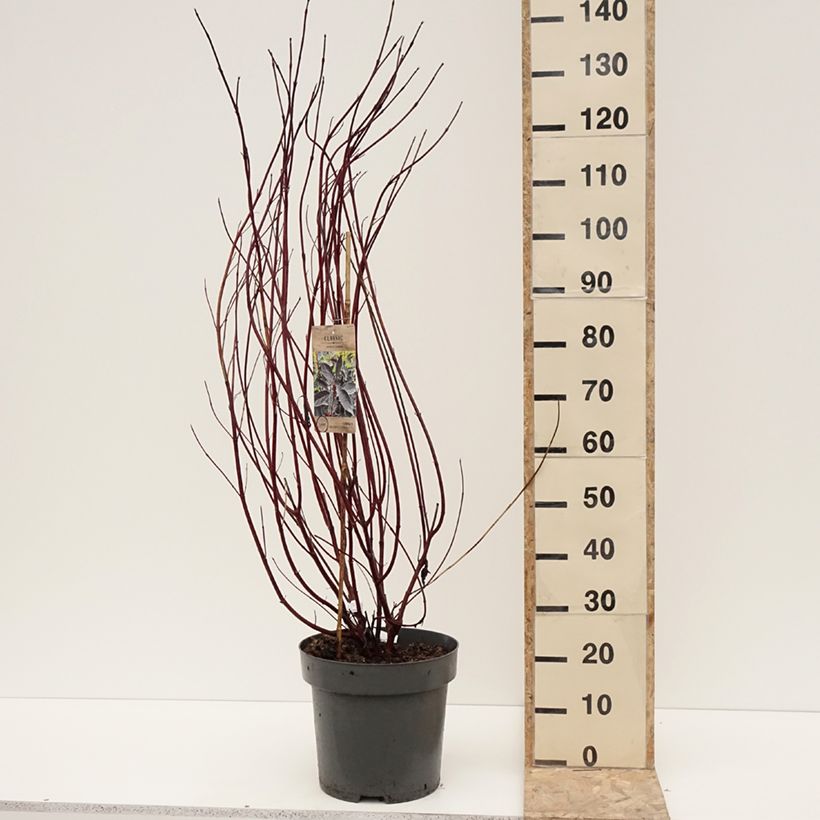 Amostra de Cornus alba Nightfall - Cornouiller blanc Vaso de 12 L/15 L tal como entregue no inverno
