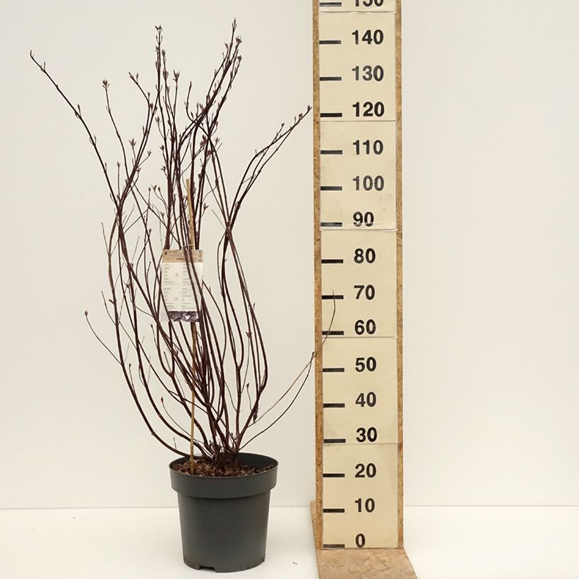 Amostra de Corniso branco Nightfall Vaso de 12 L/15 L tal como entregue na primavera