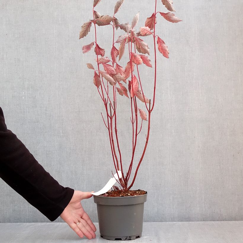 Amostra de Cornus alba Nightfall - Cornouiller blanc Vaso de 3 L/4 L tal como entregue no outono