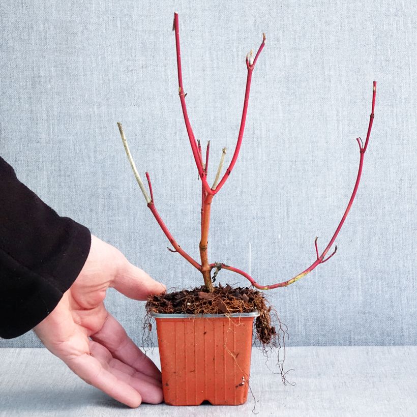 Amostra de Corniso branco Sibirica Vaso de 8/9 cm tal como entregue no inverno