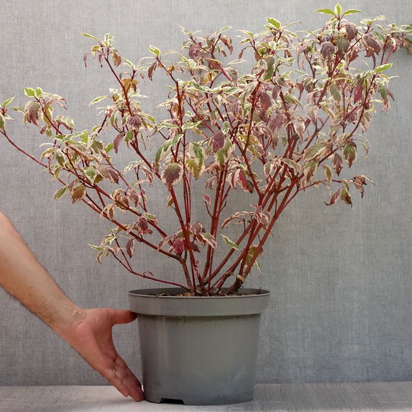 Amostra de Corniso branco Sibirica Variegata Vaso de 7,5 L/10 L tal como entregue no verão
