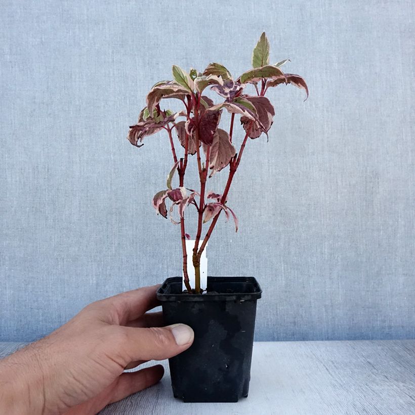 Amostra de Corniso branco Sibirica Variegata Vaso de 8/9 cm tal como entregue no verão