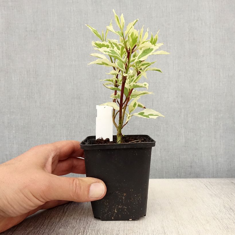 Amostra de Corniso branco Sibirica Variegata Vaso de 8/9 cm tal como entregue na primavera