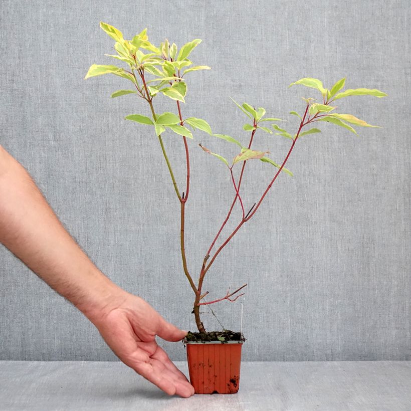 Amostra de Corniso branco Spaethii Vaso de 8/9 cm tal como entregue no verão