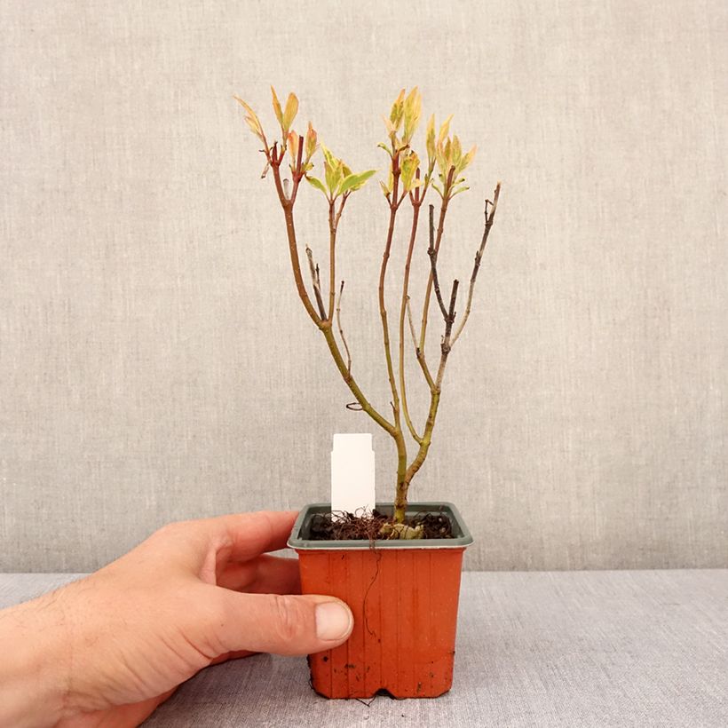 Amostra de Corniso branco Spaethii Vaso de 8/9 cm tal como entregue na primavera