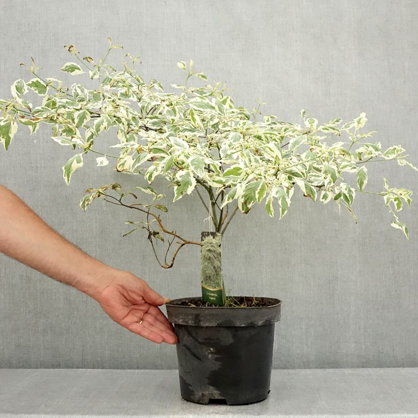 Amostra de Cornus alternifolia Argentea Vaso de 3 L/4 L tal como entregue no verão