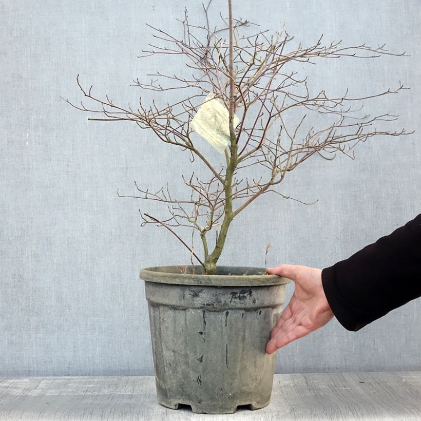 Amostra de Cornus alternifolia Argentea Vaso de 12 L/15 L tal como entregue no outono