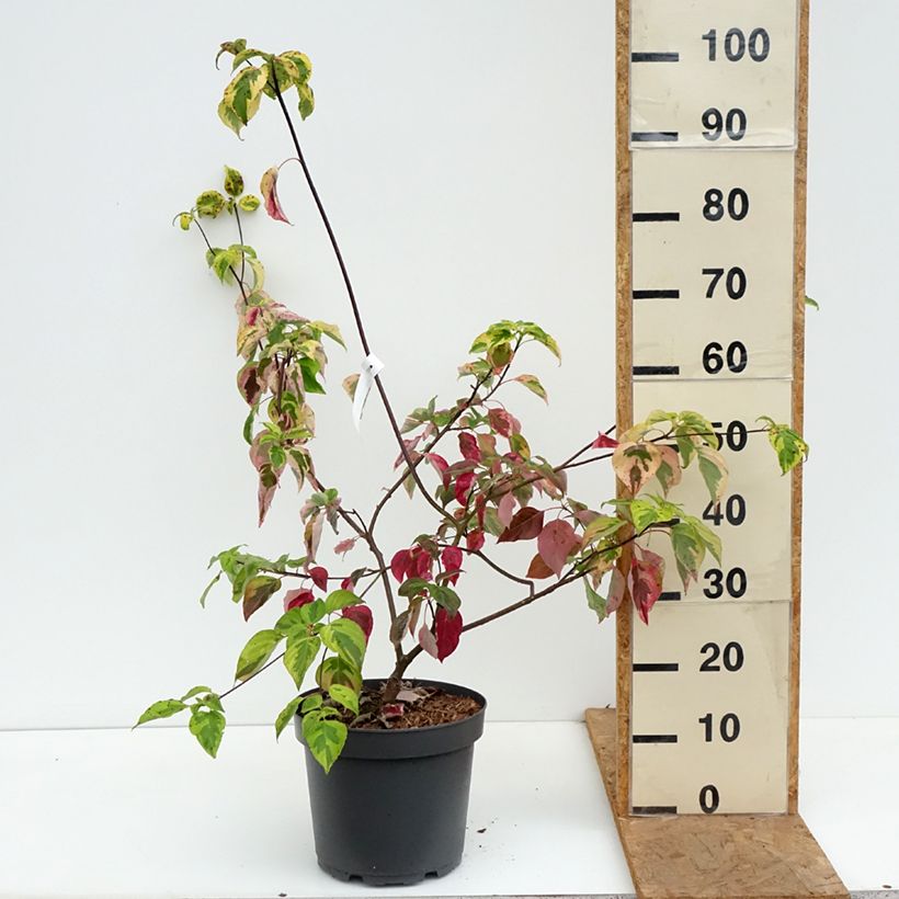 Amostra de Cornus alternifolia Golden Shadows Vaso de 4 L/5 L tal como entregue no outono