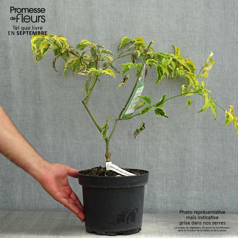 Amostra de Cornus alternifolia Golden Shadows Vaso de 4 L/5 L tal como entregue no verão