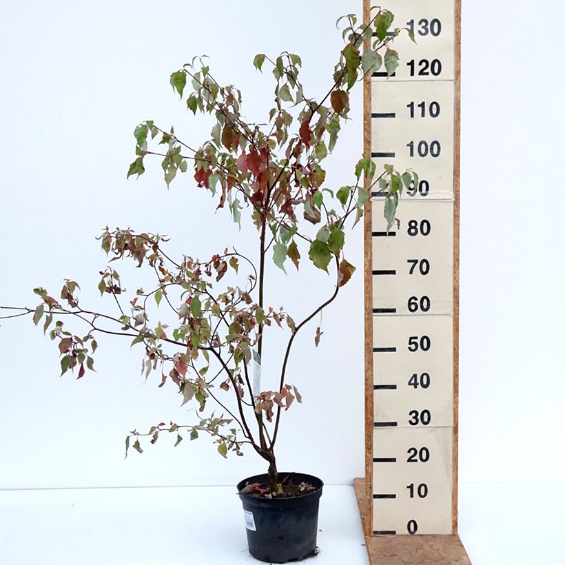 Amostra de Cornus alternifolia Silver Giant Vaso de 4 L/5 L tal como entregue no outono