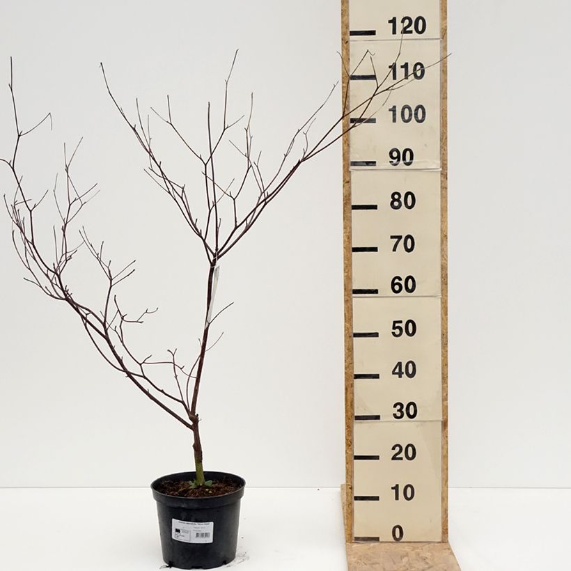 Amostra de Cornus alternifolia Silver Giant - Cornouiller à feuilles alternes Vaso de 4 L/5 L tal como entregue na primavera