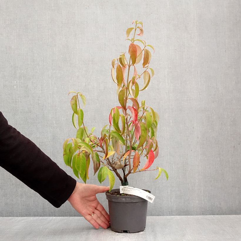 Amostra de Cornus angustata Empress of China Vaso de 2 L/3 L tal como entregue no outono
