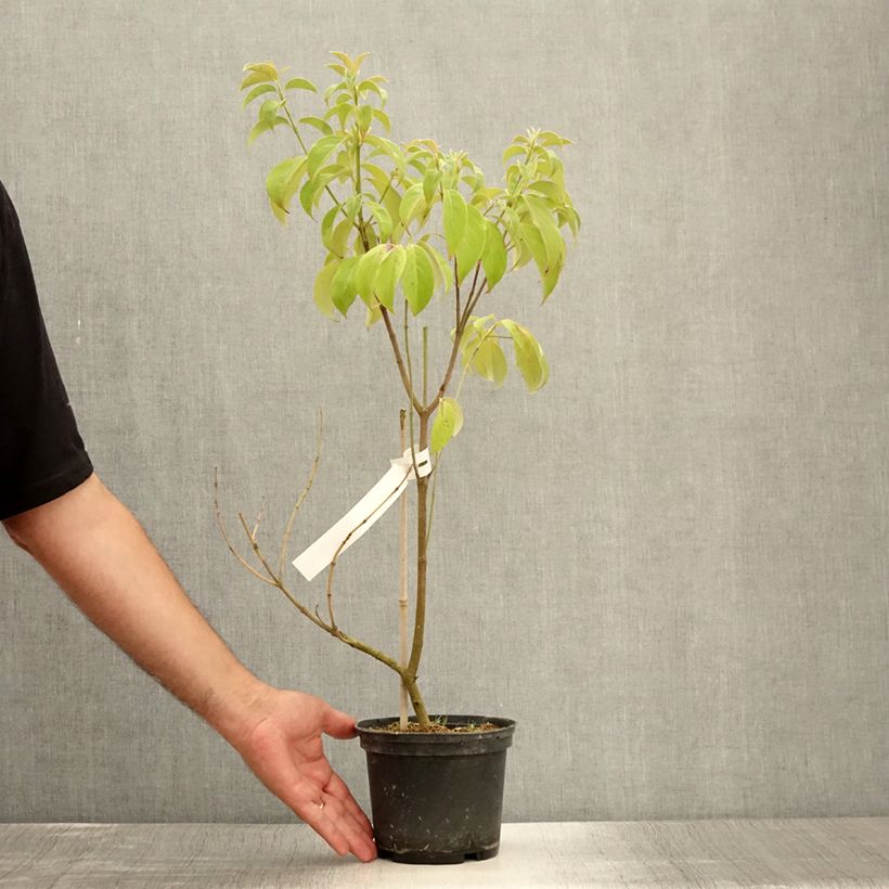 Amostra de Cornus angustata Empress of China Vaso de 2 L/3 L tal como entregue no verão