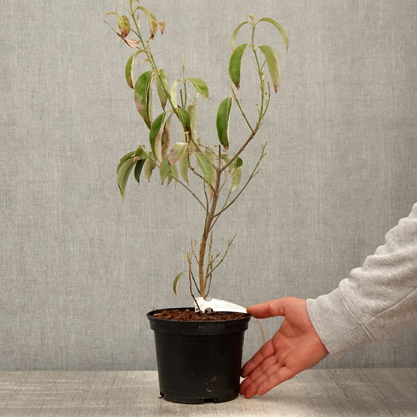 Amostra de Cornus angustata Empress of China Vaso de 2 L/3 L tal como entregue na primavera